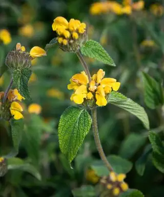 fleurs jaunes de sauge turque