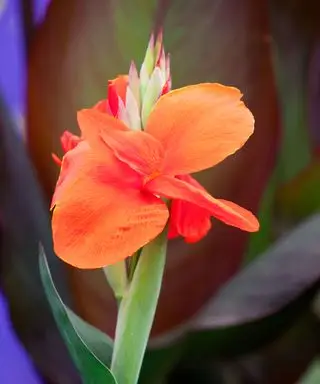 canna comme fleur de fin d'été