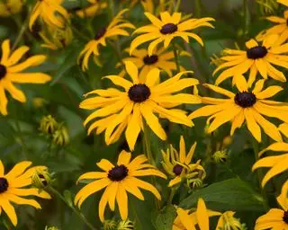 fleurs de rudbeckia jaune