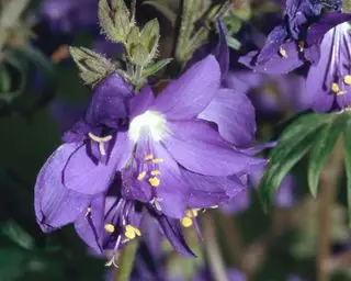 fleur bleue de Jacob