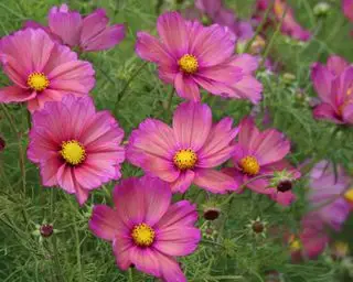 fleurs de cosmos Xsenia