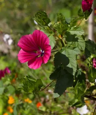 Malope trifida 'Vulcain