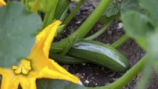 courgette poussant sur une plante