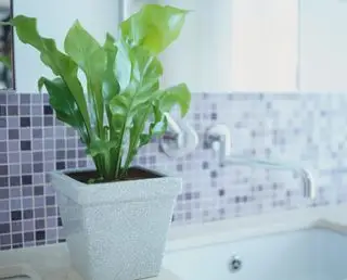 Meilleures plantes d’intérieur purificatrices d’air – 10 façons de garder votre maison fraîche, naturellement