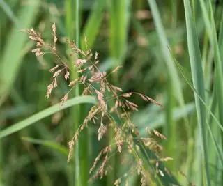 Pelouse de pâturin des prés