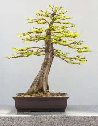 Skaldet cypres bonsai træ