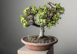 Jade bonsai træ