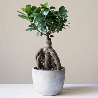 Ficus ginseng bonsai træ