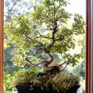 Kinesisk elme bonsai træ