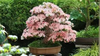 Satsuki azalea bonsai træ i blomst