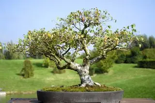 Sølv birke bonsai træ