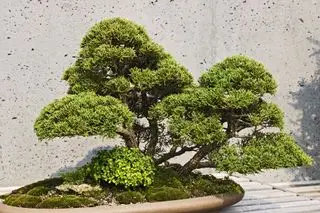 Japansk shimpaku enebær bonsai træ
