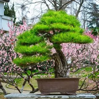 Pine bonsai træ foran kirsebærblomst
