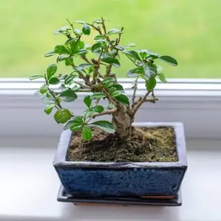 Carmona bonsai træ i vindueskarmen