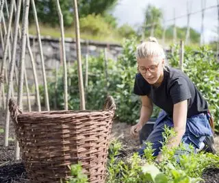 Kvinne som luker en kolonitomt