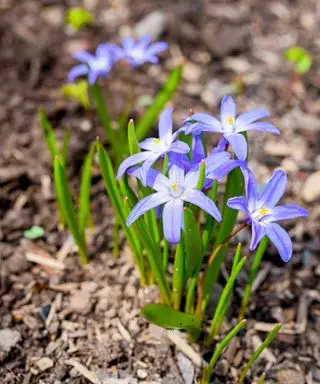 vårblomst med mulch
