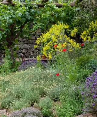 צמחים ים תיכוניים טיפול קל