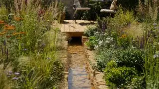 הצמחים הים תיכוניים הטובים ביותר