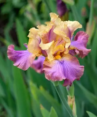 Quand fleurissent les iris ? Choisissez la bonne variété pour vos projets de plantation saisonnière grâce à ces conseils