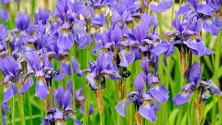 Gros plan d'un grand groupe de fleurs d'iris violets dans un champ