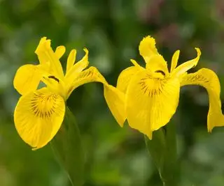 Gros plan d'une fleur d'iris jaune