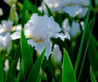 Quand tailler les iris ? Conseils d'experts pour les meilleures fleurs
