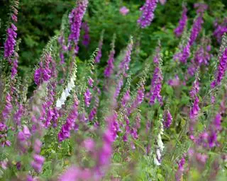 Selbstsäende lila Fingerhut wächst in einem Garten