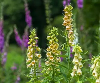 Gelber Fingerhut (Digitalis grandiflora)
