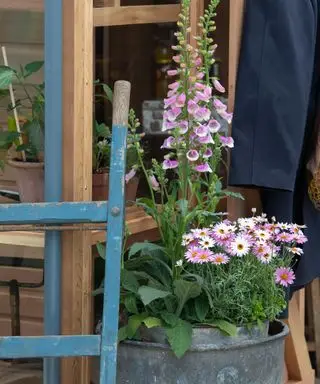 Fingerhut wächst in einem Metallbehälter vor einem Gewächshaus