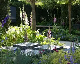 Fingerhut wächst in gemischten Rabatten in einem modernen Garten