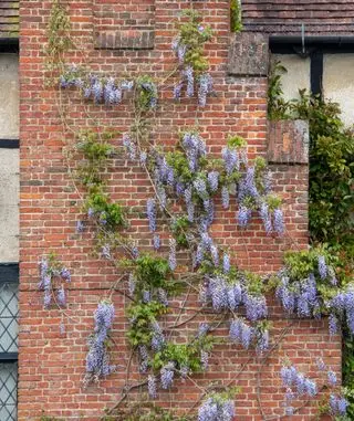 Wisteria sinensis 'Prolific' - meilleure plante grimpante à fleurs