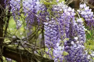 Comment faire pousser de la glycine – où planter cette plante grimpante à fleurs