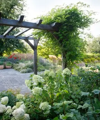 terrasse de jardin avec pergola et hortensias plantés