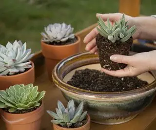donna che rinvasa le piante grasse