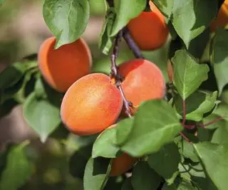 Albicocche che crescono su un albero di albicocche