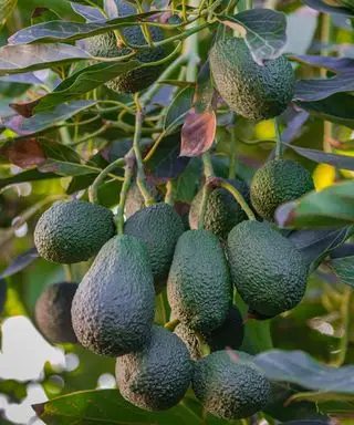 Avocado Hass che cresce su un albero