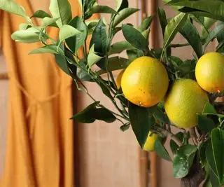 Albero di limone che cresce all'interno