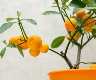 Arancio Calamondin che cresce all'interno