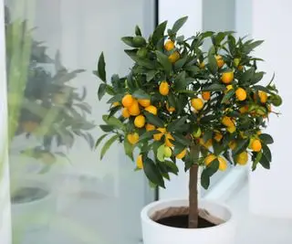 Albero di kumquat che cresce all'interno