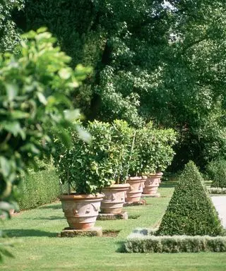 גן ים תיכוני עם מטעי לימון