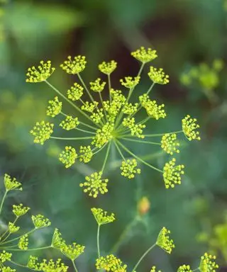 Anethum graveolens Dill)
