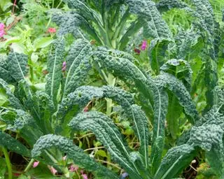 Doprovodná výsadba kale – nejlepší rostliny k pěstování vedle kapusty