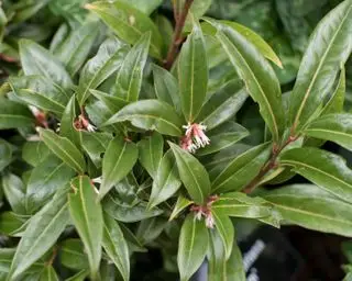 arbustes d'ombre Sarcococca hookeriana « joyau d'hiver »