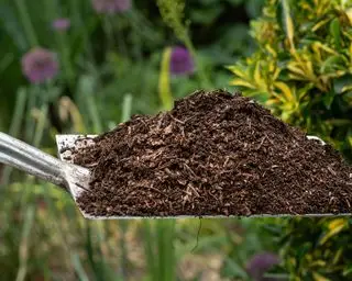 compost sur une pelle