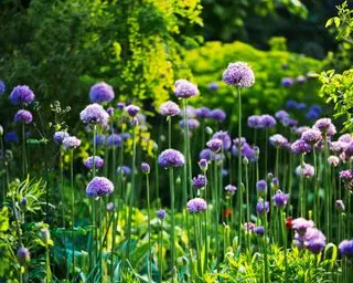 allium violet