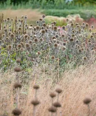 têtes de graines sèches laissées sur les fleurs comme idées de bordure de jardin nécessitant peu d'entretien