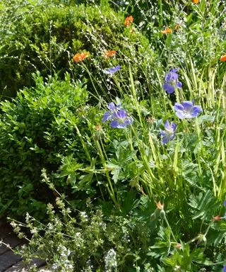 Idées de bordures de jardin nécessitant peu d’entretien – 10 méthodes faciles d’entretien