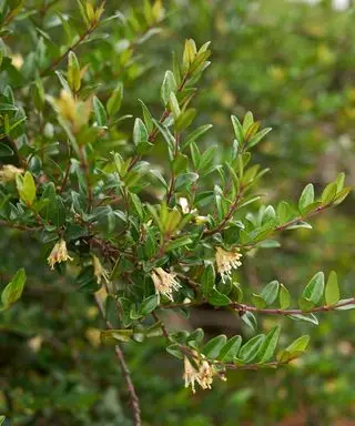 Lonicera nitida chèvrefeuille arbustif en fleur