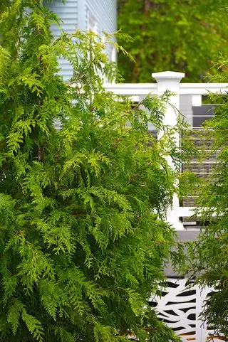 Arborvitae 'Géante Verte