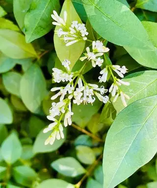 arbuste pour la vie privée fleur de troène de Californie